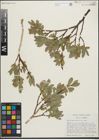 Foto von Salix pseudolapponum Seemen
